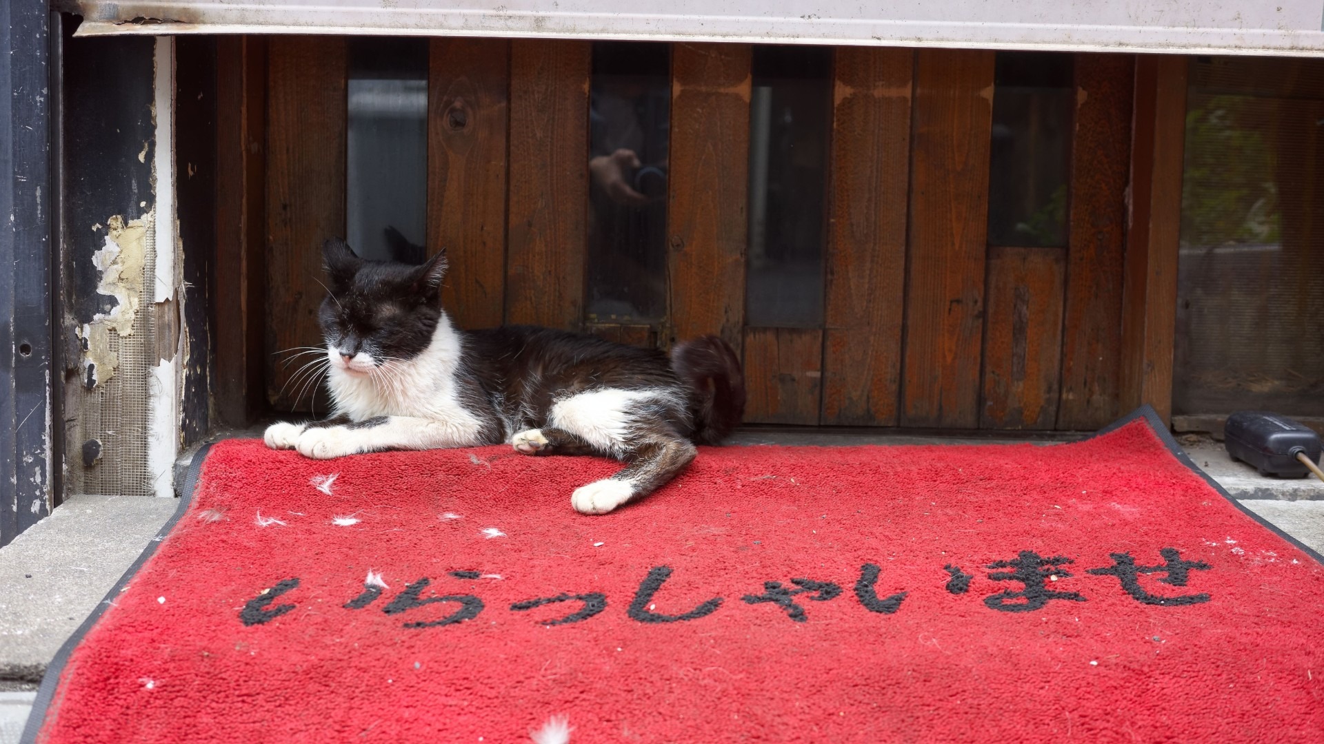 原始预览