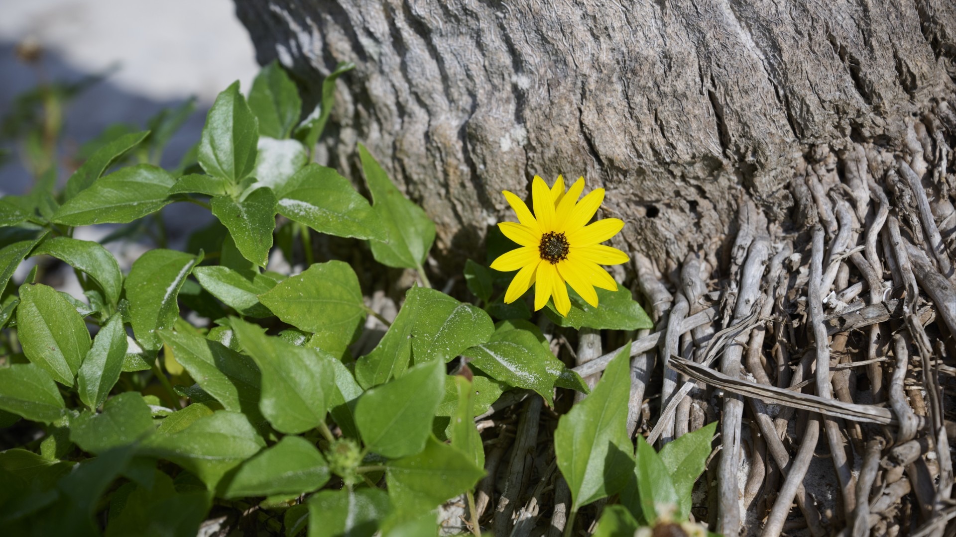 原始预览