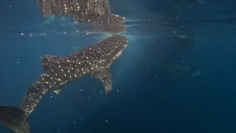 潜水蓝海巨影