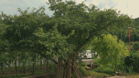 日系乡村纪录片_+_电影感青绿色调