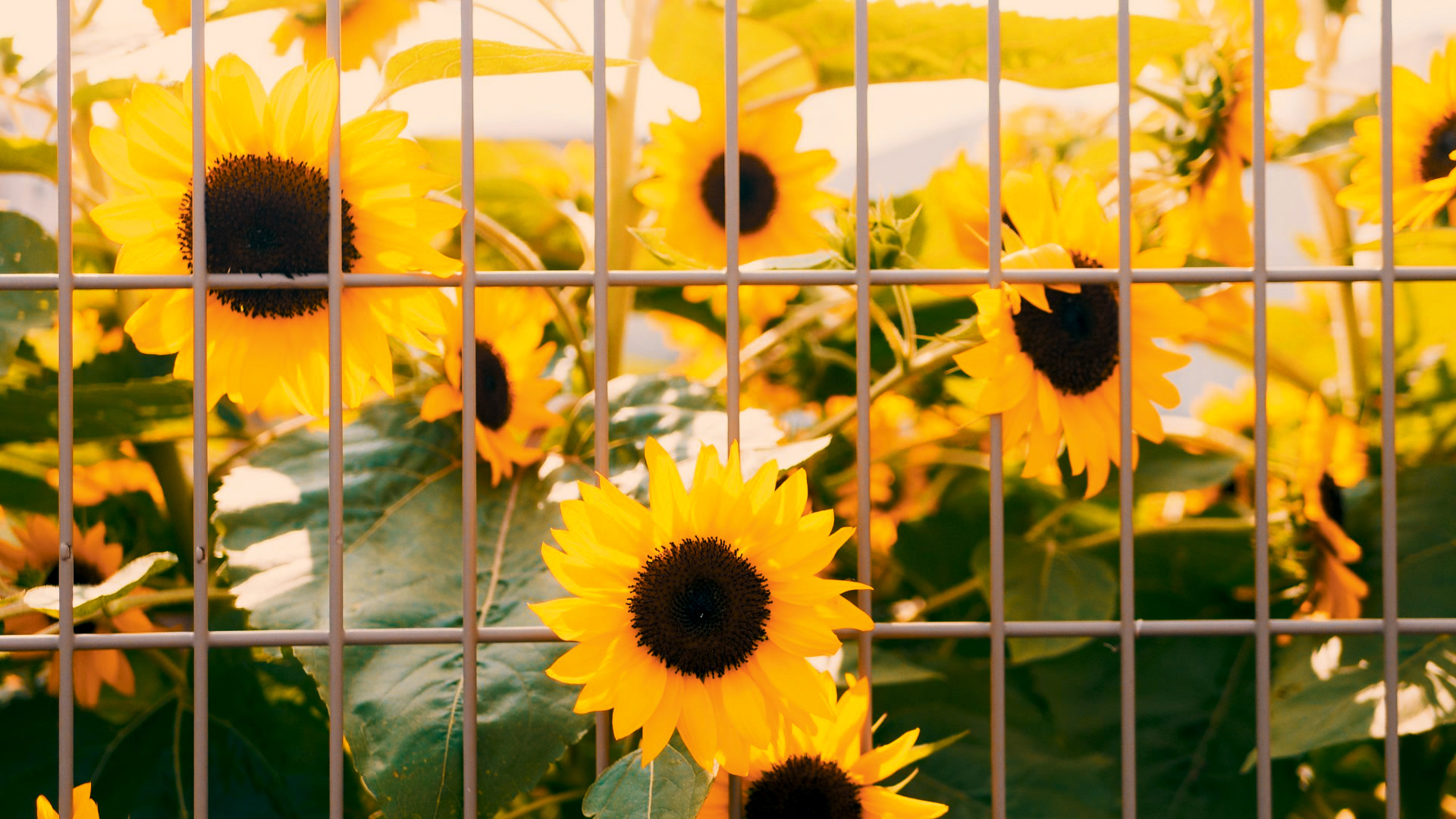 应用 LUT 后预览