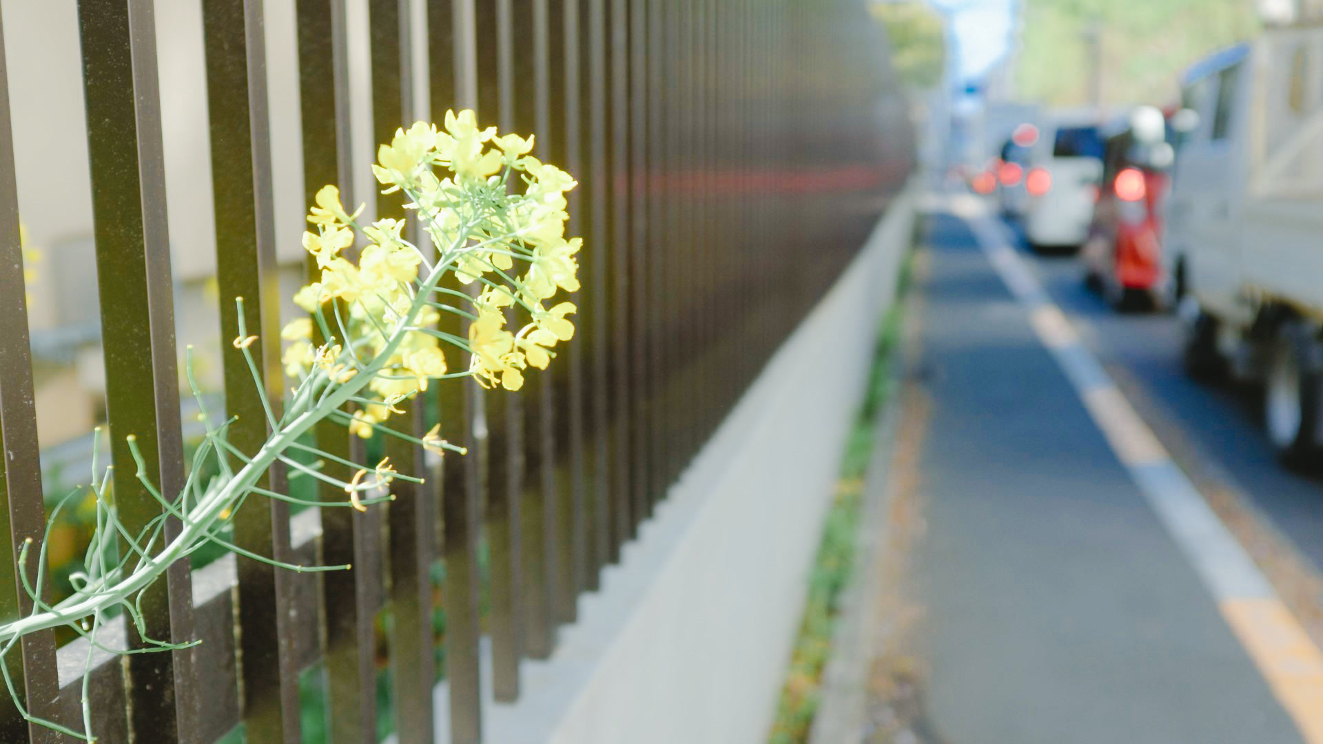 应用 LUT 后预览